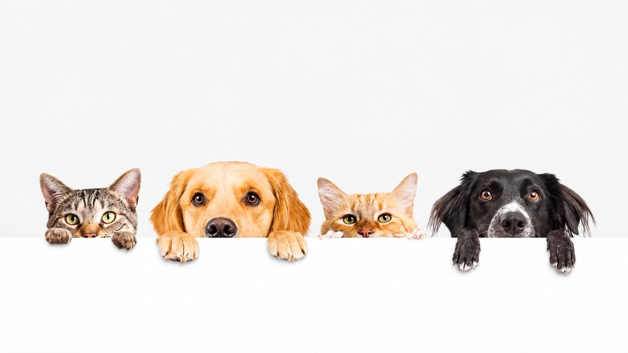 Dois cães e dois gatos espiando por cima de uma superfície branca
