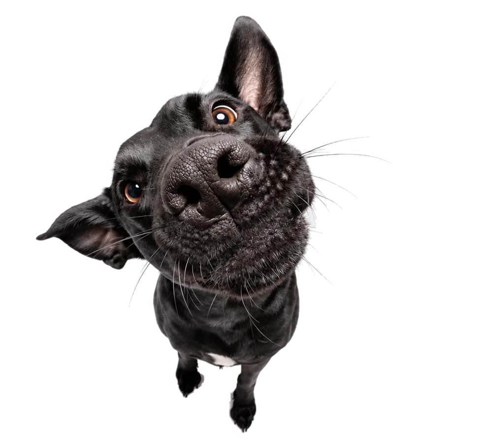 Cão preto visto de cima, olhando para a câmera